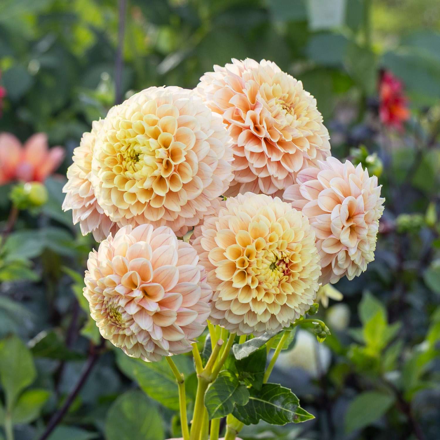 Daalia 'Sweet Suzanne'